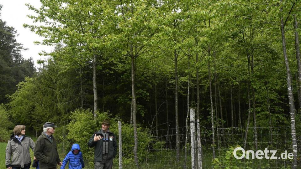 Bild: Hartl
Waldrundgang mit Anna Finger, bei der sie ihre besondere Philosophie der Aufforstung und den Umgang mit den Wald erläutert, Bild: Petra Hartl