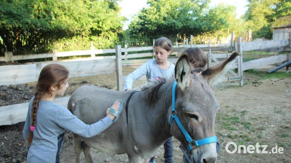 Fellpflege muss sein! Bevor es mit den Eseln auf Tour ging, halfen die Kinder beim Bürsten und Putzen der Tiere. Bild: kmo