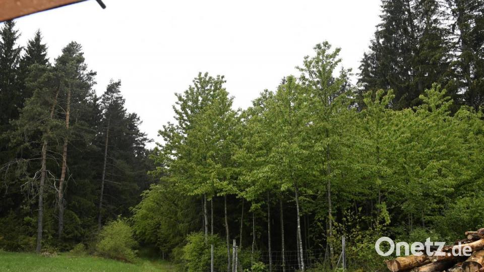 Bild: Hartl
Waldrundgang mit Anna Finger, bei der sie ihre besondere Philosophie der Aufforstung und den Umgang mit den Wald erläutert, Bild: Petra Hartl