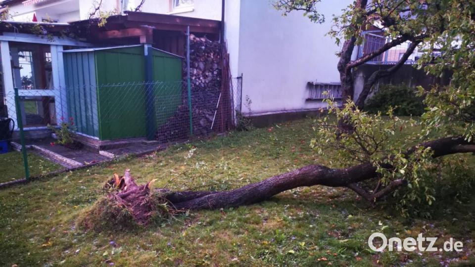 Der Sturm entwurzelte einen Zwetschgenbaum in Paulsdorf. Auch hier fiel der Strom aus. Bild: Stefanie Richter