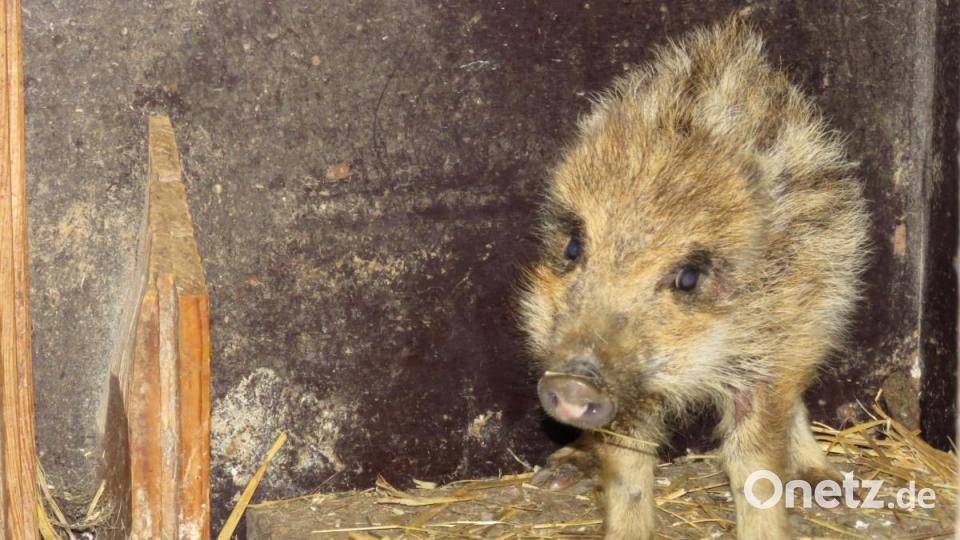 Äußerst misstrauisch äugt Egon, das Wildschwein, ums Eck. Bild: ubb