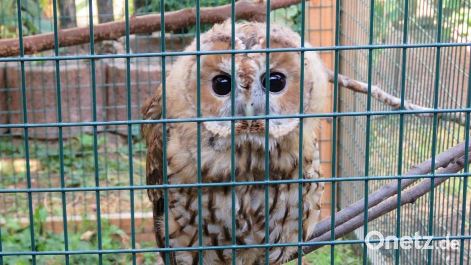 Der Waldkauz war ein sogenannter &quot;Ästling&quot;, als er im Frühjahr aufgefunden wurde. Heute ist er ein stattlicher Greifvogel und darf bald wieder hinaus in die Wildnis. Bild: ubb