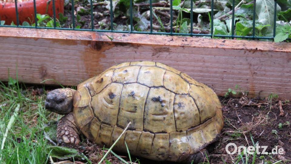 Die Schildkröte darf bald zurück zu ihrem Besitzer. Es fehlten nur Papiere. Bild: ubb