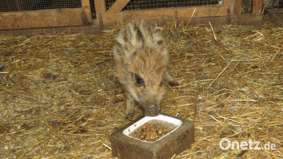 Wenn auch die Angst groß ist, das Futter lockt Wildschwein Egon. Bild: ubb