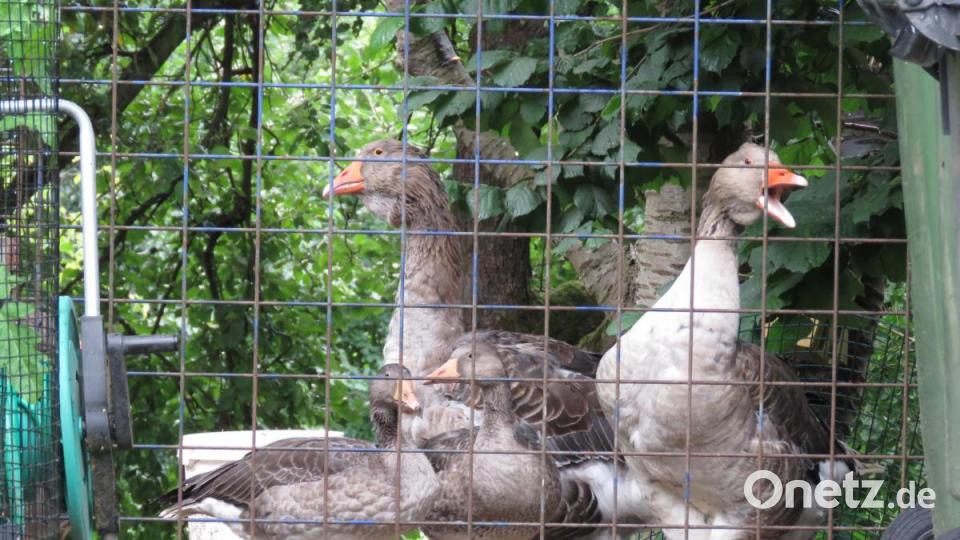 Die kleinen Graugänse aus Holland leben friedlich mit den Toulouser Gänsen zusammen. Bild: ubb