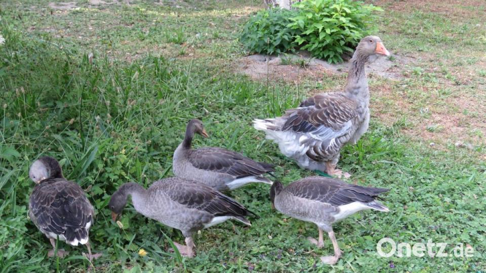 Die kleineren Graugänse kommen aus Holland. Bild: ubb