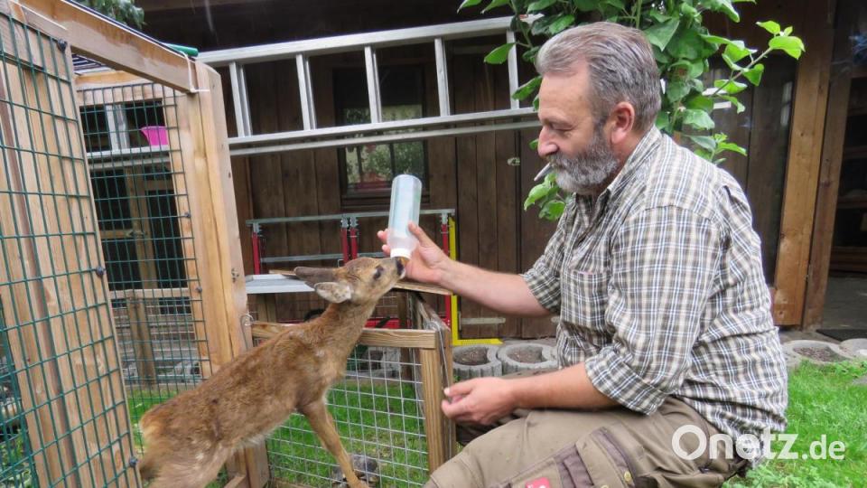 Dieter Brandl hat bereits, wie er sagt, über 40 Rehkitze aufgezogen. Viele konnten später wieder ausgewildert werden. Dieses, meint er, werde er aber wohl behalten müssen. Bild: ubb