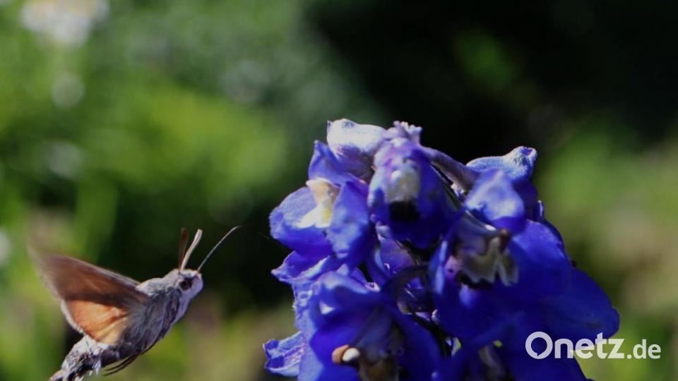 Ein Taubenschwänzchen im Flug ist alles andere als leicht einzufangen. Bild: Melanie Burger/exb