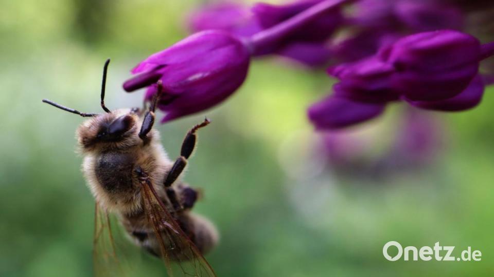 Eine Biene beim Nektar sammeln. Bild: Melanie Burger/exb