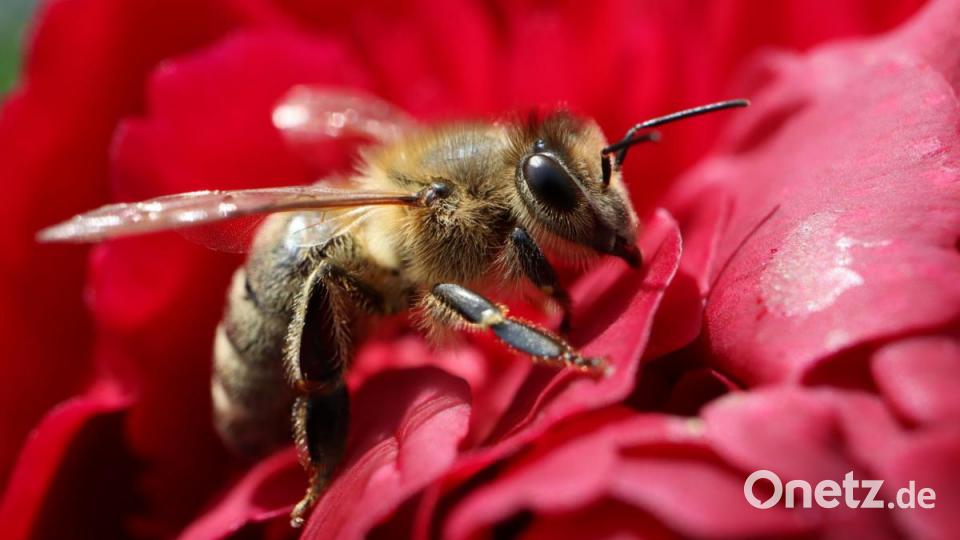 Auf Tuchfühlung mit einer Biene. Bild: Melanie Burger/exb