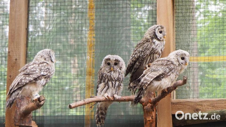 Die Rückkehr des Habichtskauz: Vier Tiere teilten sich eine Voliere im Steinwald. Bild: VLAB