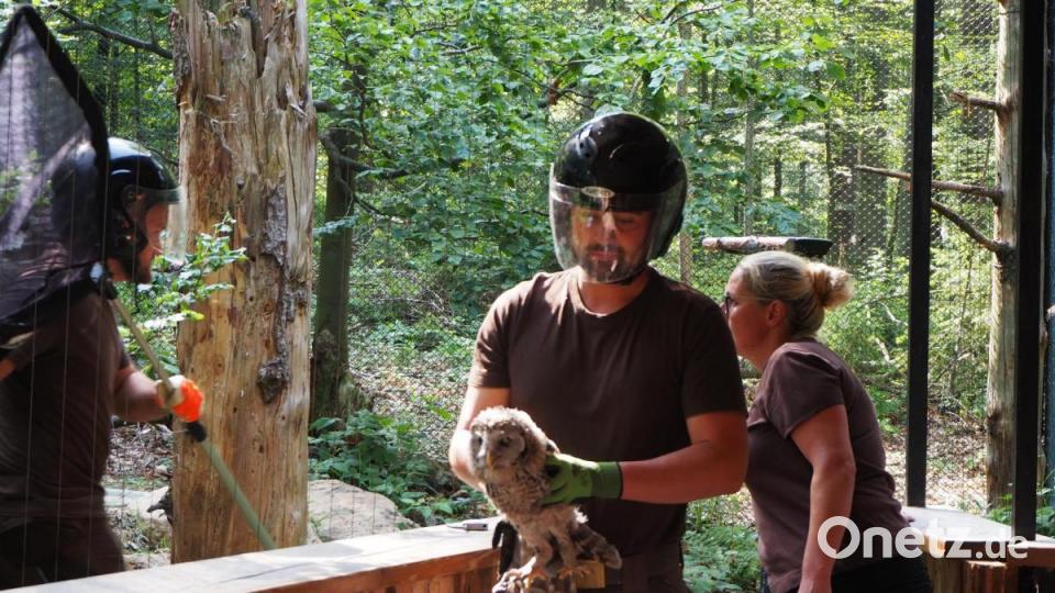 Die Rückkehr des Habichtskauz: Weil die Elterntiere ihre Jungen sehr aktiv verteidigen, müssen die Experten hier im Nationalpark Bayerischer Wald mit Helm arbeiten, wenn sie die Jungtiere aus den Nestern holen. Bild: VLAB