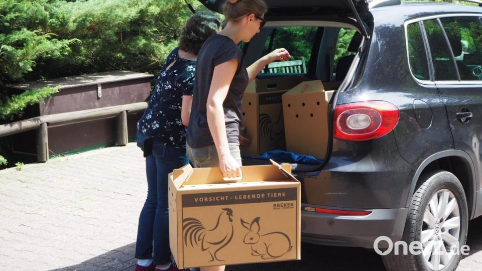 Die Rückkehr des Habichtskauz: In Pappkartons werden die Tiere hier aus dem Opelzoo im Taunus in die Oberpfalz gebracht. Bild: VLAB