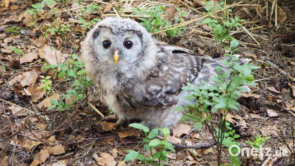 Die Rückkehr des Habichtskauz: Fotogen sind die Tiere auf jeden Fall. Bild: VLAB