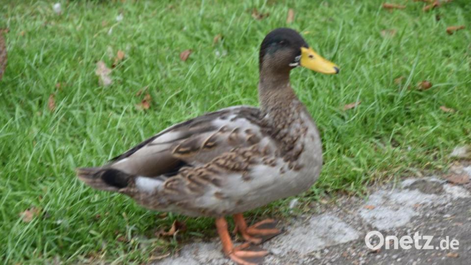 Die Kinderreporter waren in Oberviechtach unterwegs und haben fotografiert, wo in der Stadt Natur zu finden ist. Bild: Kinderreporter