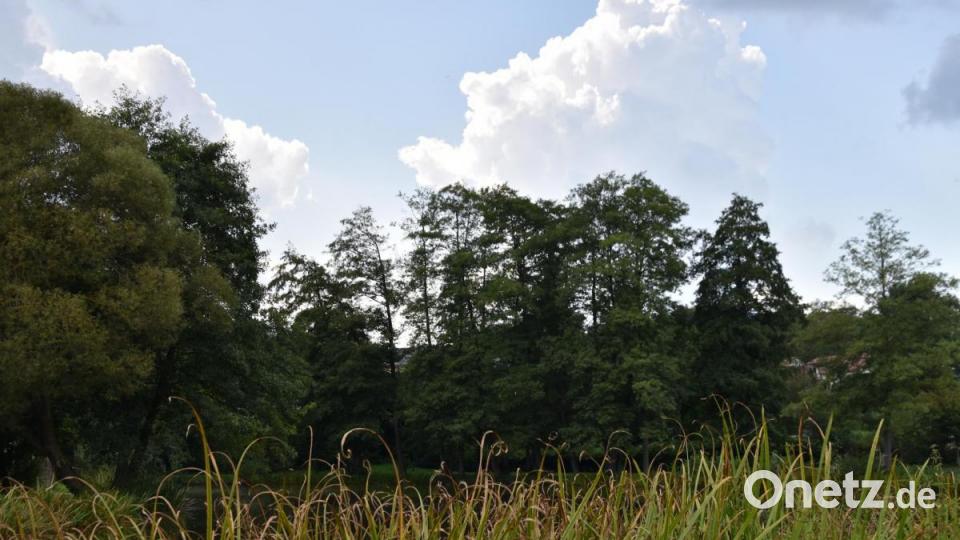 Die Kinderreporter waren in Oberviechtach unterwegs und haben fotografiert, wo in der Stadt Natur zu finden ist. Bild: Kinderreporter