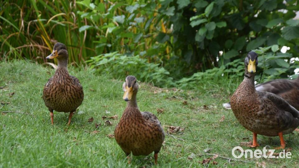 Die Kinderreporter waren in Oberviechtach unterwegs und haben fotografiert, wo in der Stadt Natur zu finden ist. Bild: Kinderreporter