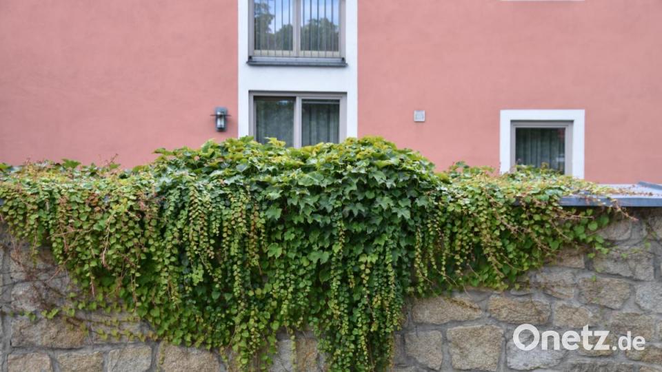Die Kinderreporter waren in Oberviechtach unterwegs und haben fotografiert, wo in der Stadt Natur zu finden ist. Bild: Kinderreporter