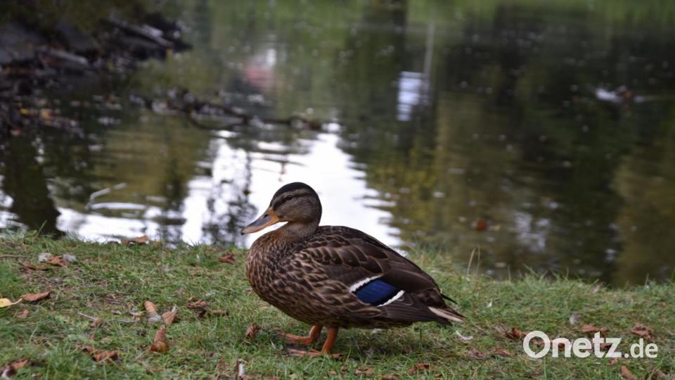 Die Kinderreporter waren in Oberviechtach unterwegs und haben fotografiert, wo in der Stadt Natur zu finden ist. Bild: Kinderreporter