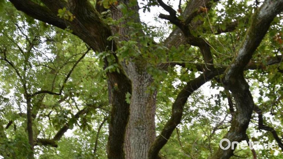 Die Kinderreporter waren in Oberviechtach unterwegs und haben fotografiert, wo in der Stadt Natur zu finden ist. Bild: Kinderreporter