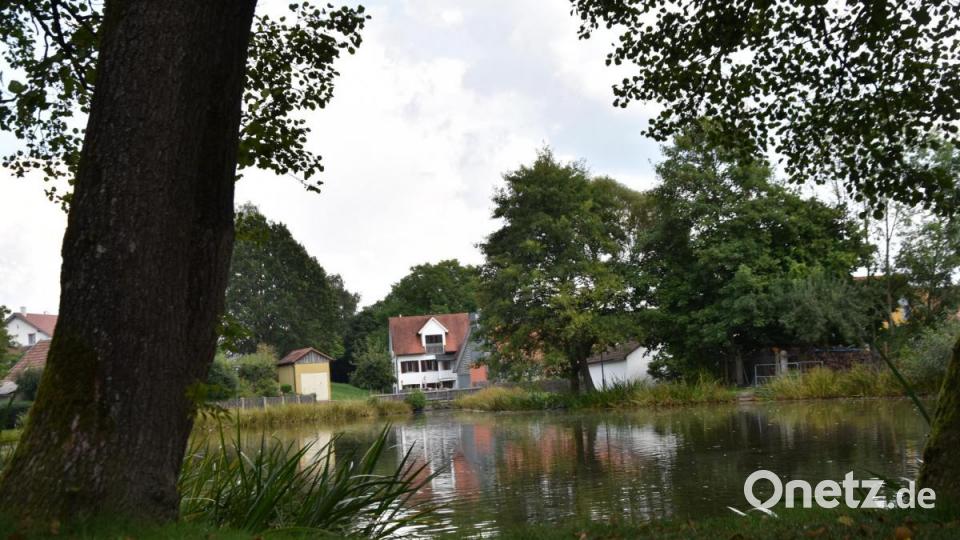Die Kinderreporter waren in Oberviechtach unterwegs und haben fotografiert, wo in der Stadt Natur zu finden ist. Bild: Kinderreporter