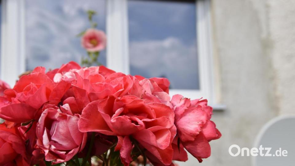Die Kinderreporter waren in Oberviechtach unterwegs und haben fotografiert, wo in der Stadt Natur zu finden ist. Bild: Kinderreporter