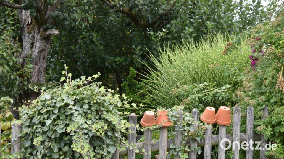 Die Kinderreporter waren in Oberviechtach unterwegs und haben fotografiert, wo in der Stadt Natur zu finden ist. Bild: Kinderreporter