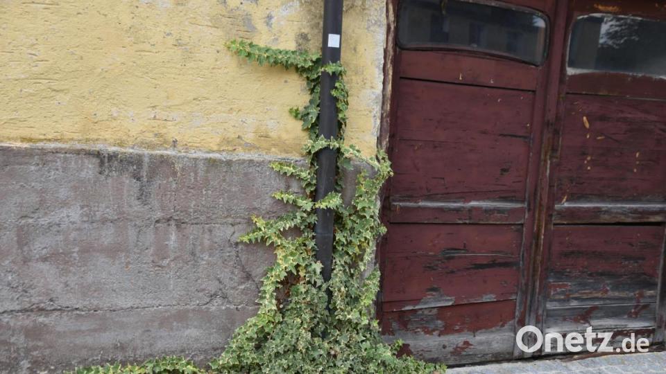 Die Kinderreporter waren in Oberviechtach unterwegs und haben fotografiert, wo in der Stadt Natur zu finden ist. Bild: Kinderreporter