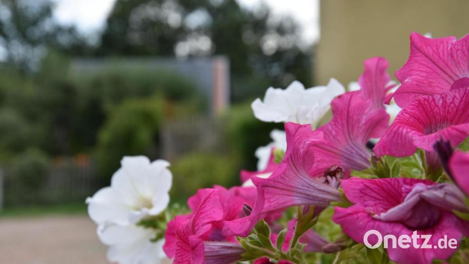Die Kinderreporter waren in Oberviechtach unterwegs und haben fotografiert, wo in der Stadt Natur zu finden ist. Bild: Kinderreporter
