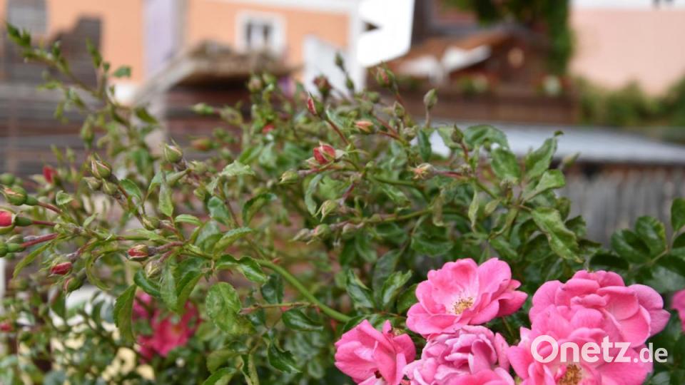 Die Kinderreporter waren in Oberviechtach unterwegs und haben fotografiert, wo in der Stadt Natur zu finden ist. Bild: Kinderreporter
