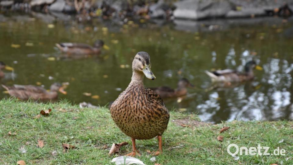 Die Kinderreporter waren in Oberviechtach unterwegs und haben fotografiert, wo in der Stadt Natur zu finden ist. Bild: Kinderreporter