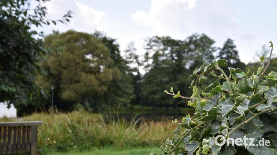 Die Kinderreporter waren in Oberviechtach unterwegs und haben fotografiert, wo in der Stadt Natur zu finden ist. Bild: Kinderreporter