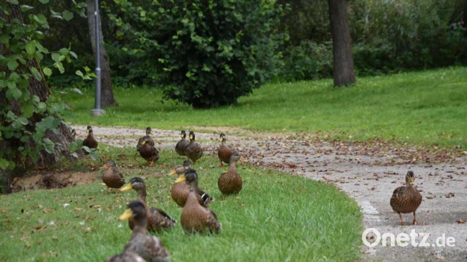 Die Kinderreporter waren in Oberviechtach unterwegs und haben fotografiert, wo in der Stadt Natur zu finden ist. Bild: Kinderreporter