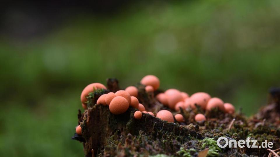 Auch der Blutmilchpilz gehört zu den Schleimpilzen. Kugel- oder polsterförmig breitet er sich oft in dichten Gruppen aus. Bild: sds