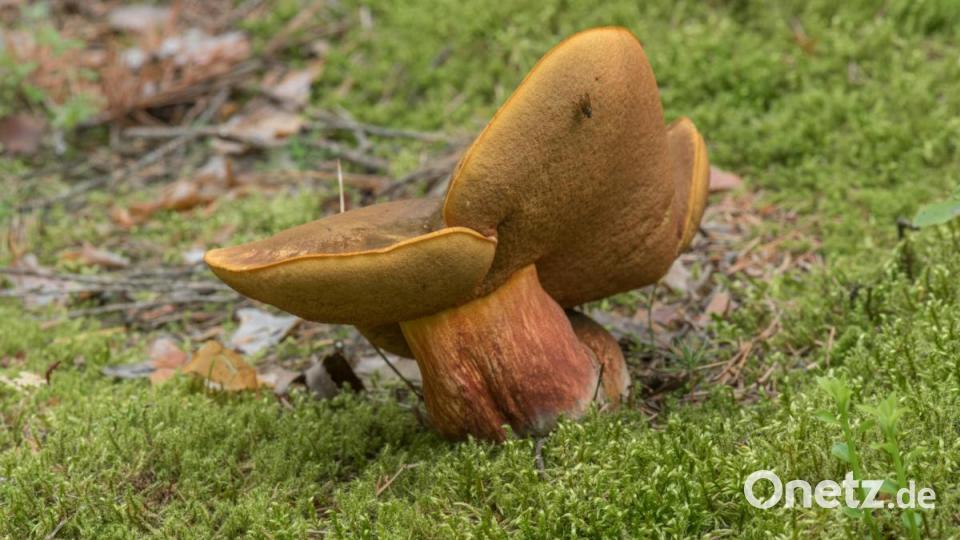 Flockenstieliger Hexenröhrling Bild: sds