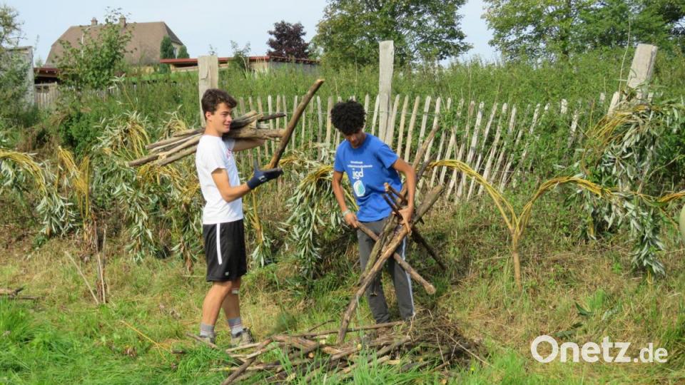 Es gehört auch zu den Aufgaben, alte Holzreste zu sammeln. Bild: ubb