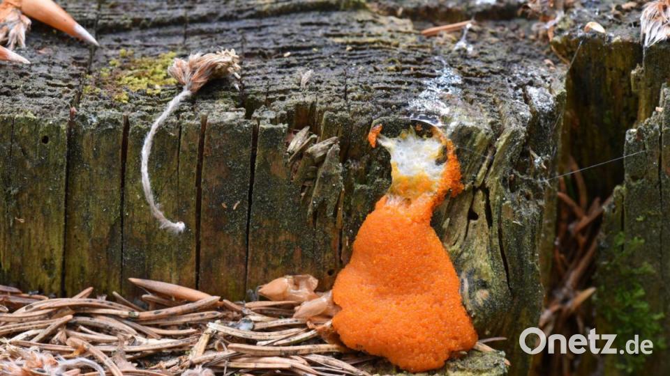 Tubifera ferruginosa (Schleimpilz) Bild: sds