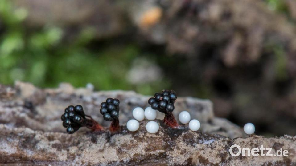 Schleimpilze Bild: sds