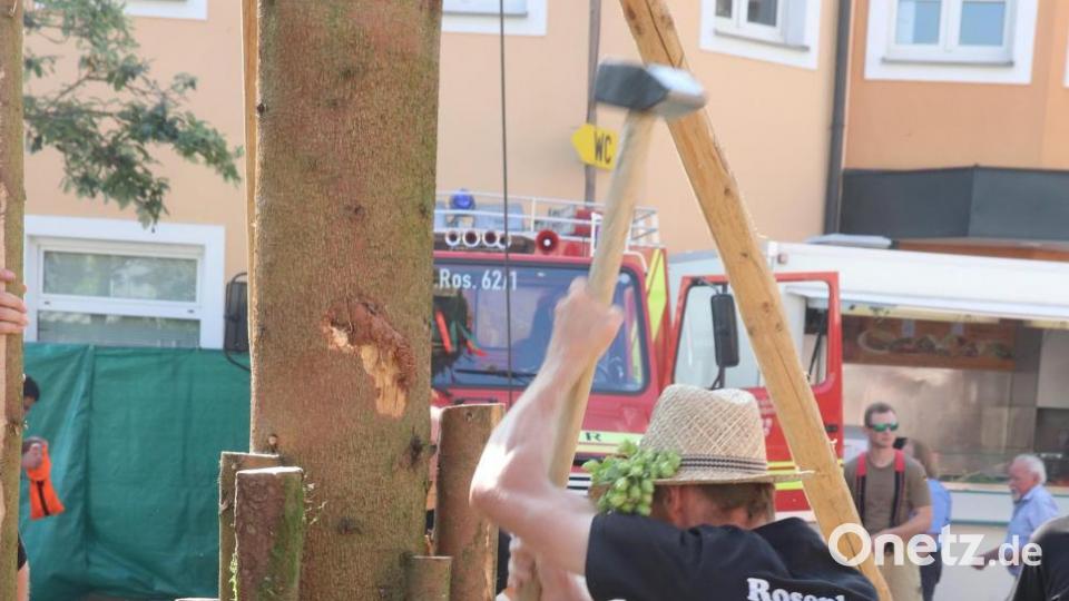 Steht der Baum senkrecht, wird er von erfahrenen Männern ausgiebig gesichert. Bild: mfh