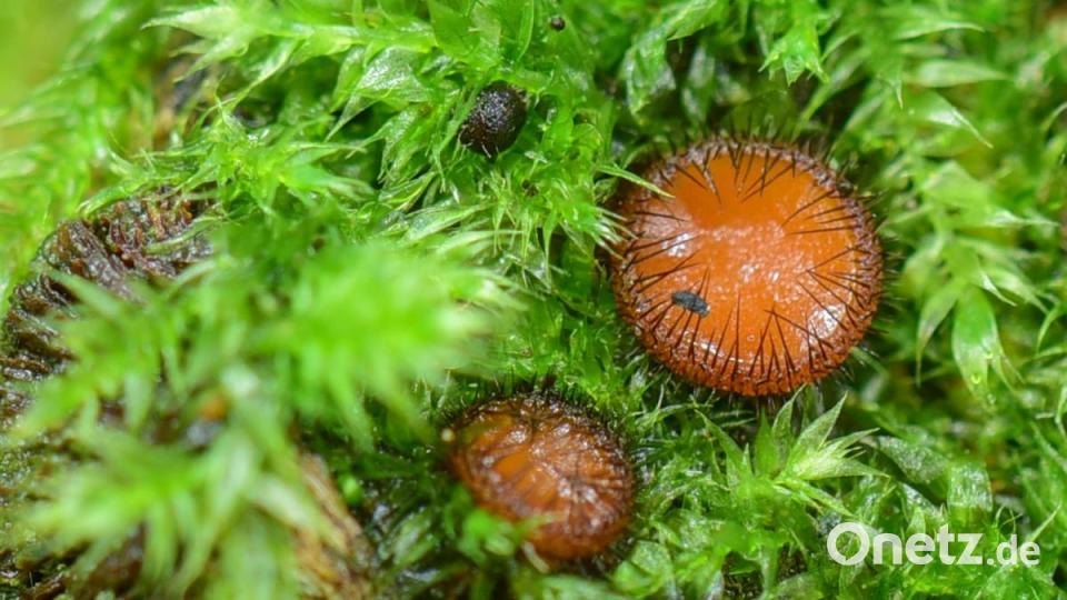 Mit dunklen Borsten behaart sind die ungenießbaren Schildborstlinge. Bild: sds