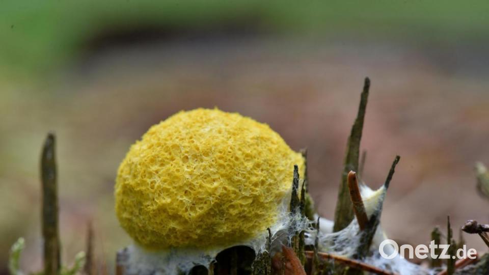 Die Lohblüte ist ein Schleimpilz, der durch seine gelbe Färbung auffällt. Bild: sds