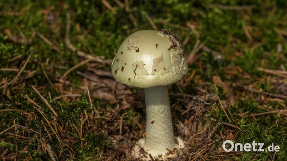 Knollenblätterpilz Bild: sds