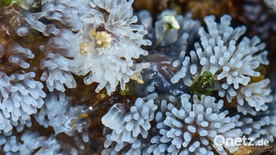 Ceratiomyxa fruticulosa (Schleimpilz) Bild: sds