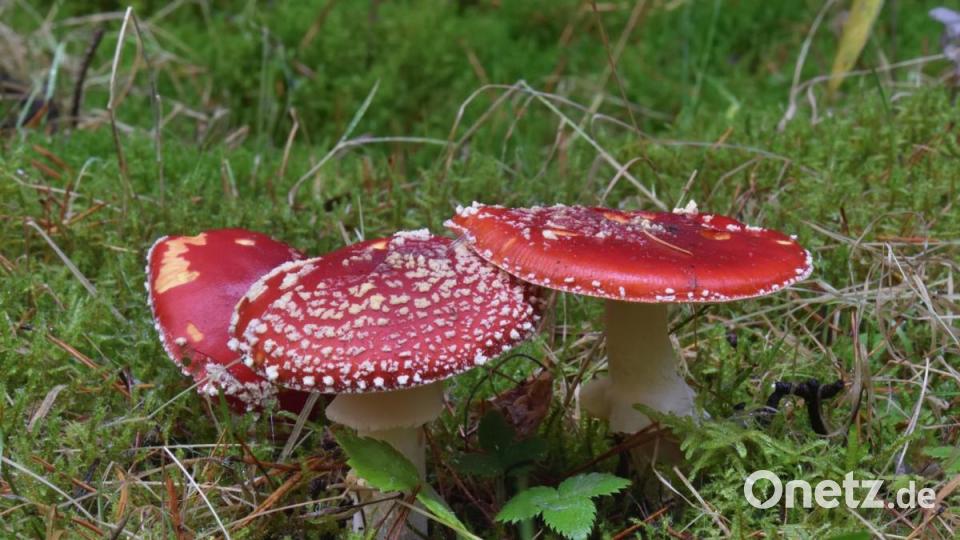 Der giftige Fliegenpilz ist wegen seiner roten Färbung einer der bekanntesten Pilze in unseren Wäldern. Bild: sds