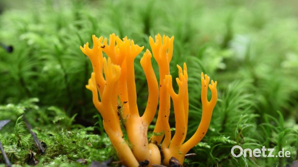 Der Klebrige Hörnling ist zwar schön anzusehen, aber leider kein schmackhafter Speisepilz. Bild: sds