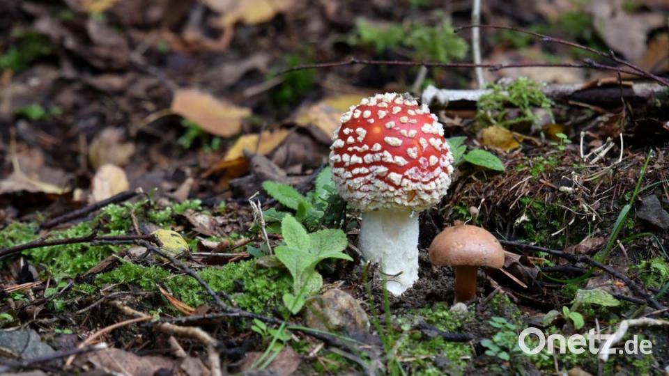 Der giftige Fliegenpilz ist wegen seiner roten Färbung einer der bekanntesten Pilze in unseren Wäldern. Bild: sds