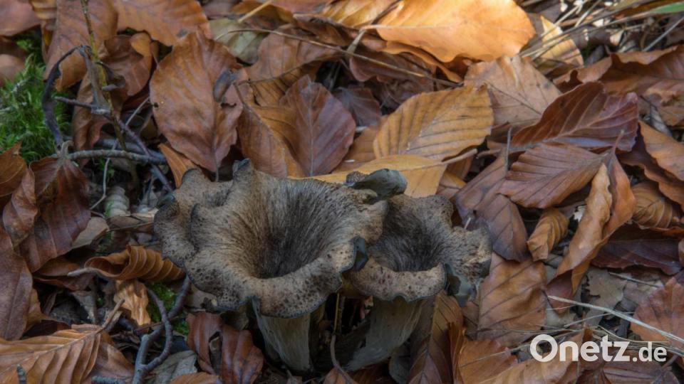 Totentrompete Bild: sds