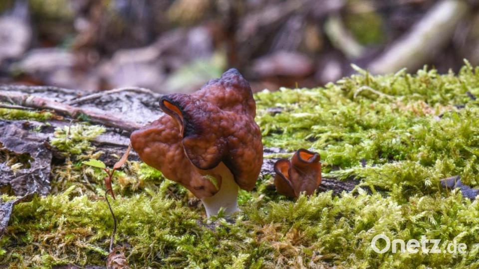 Bischofsmütze Bild: sds