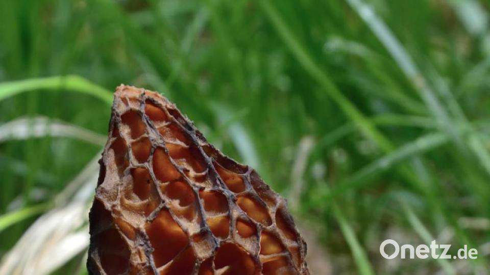 Die Stinkmorchel macht ihren Namen alle Ehre und lockt auch viele Fliegen an. Bild: sds