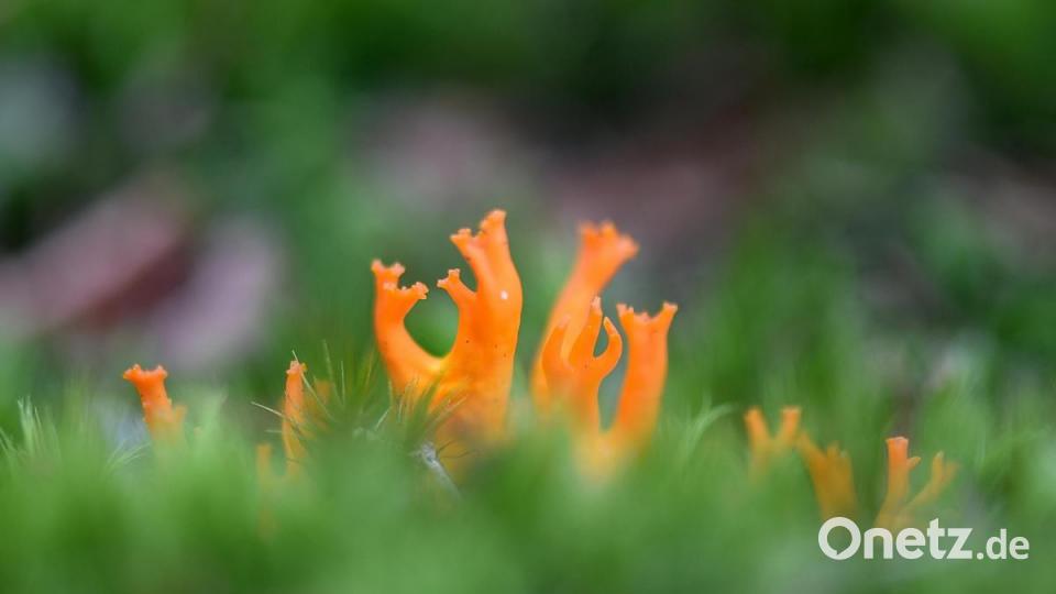 Der Klebrige Hörnling ist zwar schön anzusehen, aber leider kein schmackhafter Speisepilz. Bild: sds